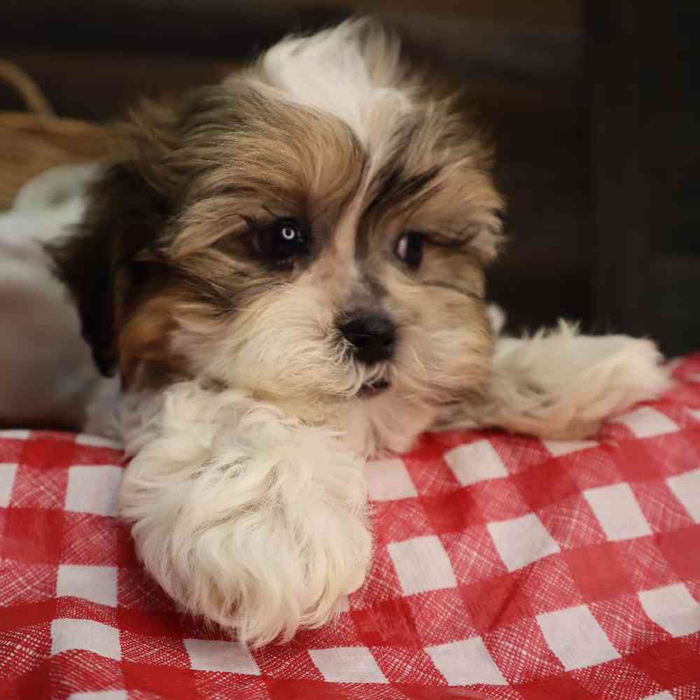 carousel pet images