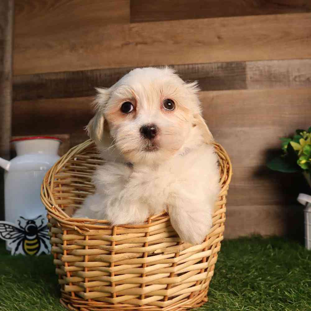 Male Malshi Puppy for Sale in Blaine, MN