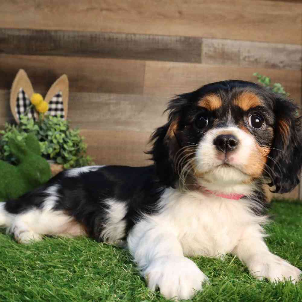 Set Di 4 Sottobicchieri Con Cavalier King Charles Spaniel – Sottobicchiere In Sughero Per Tè E Caffè – Regalo Cane Carino - 4