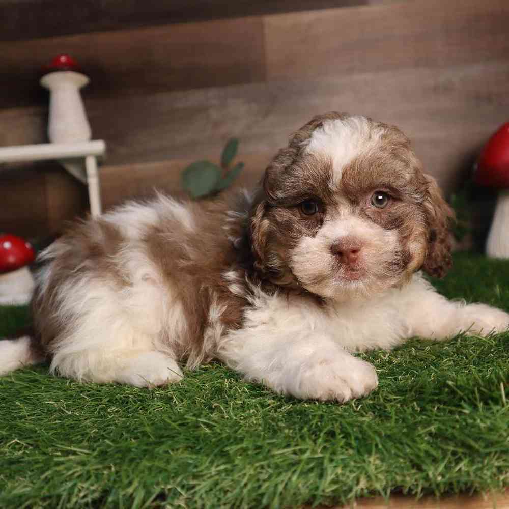 Male Shipoo Puppy for Sale in Blaine, MN