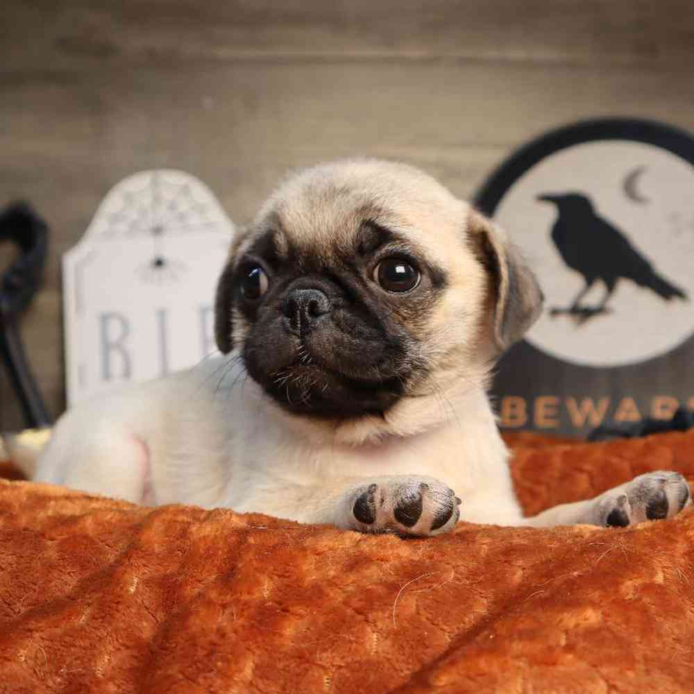 Pug Puppy for sale - Four Paws and a Tail