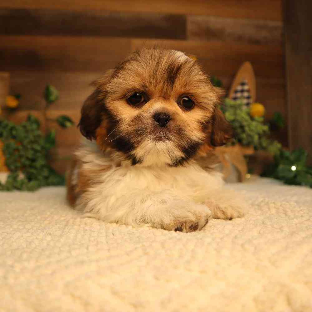 carousel pet images