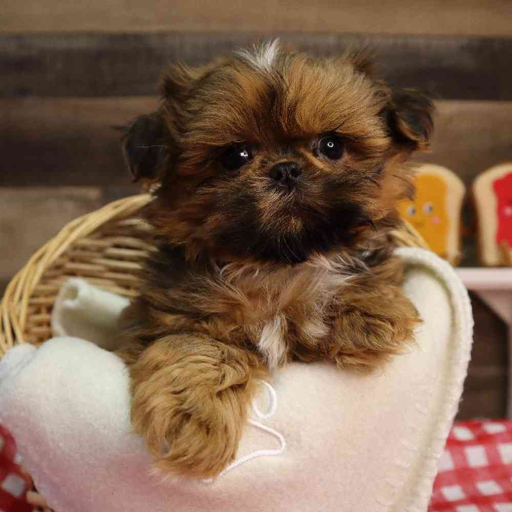 carousel pet images
