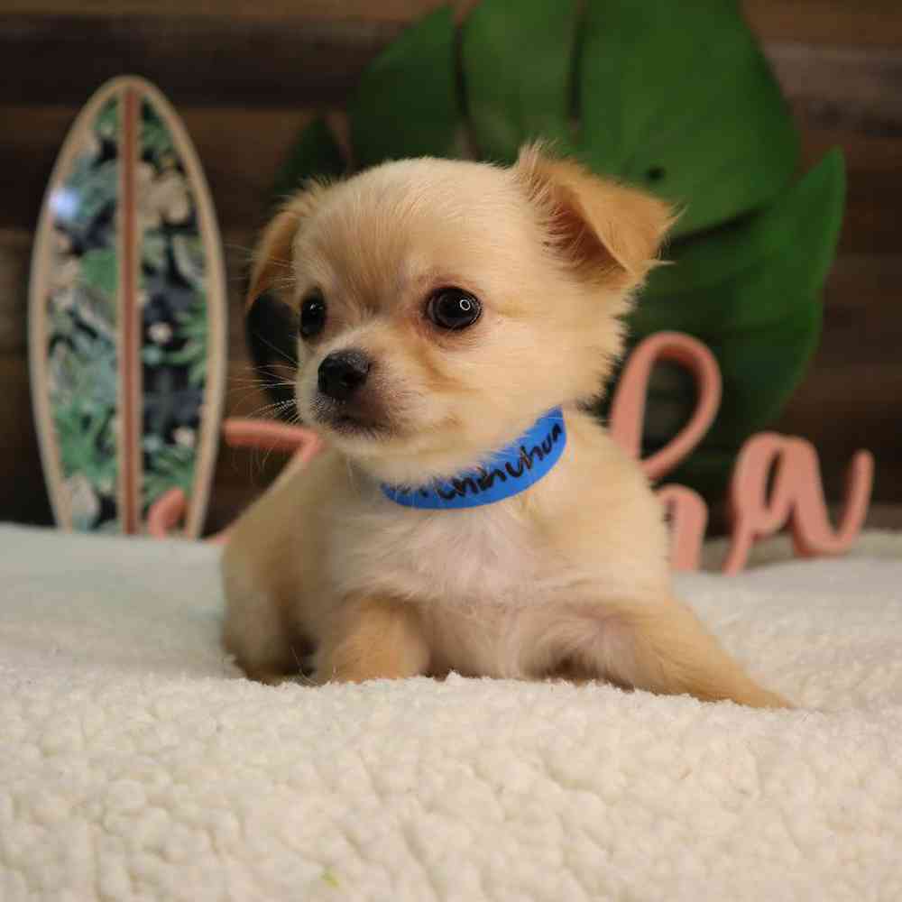 Male Chihuahua Puppy for Sale in Blaine, MN