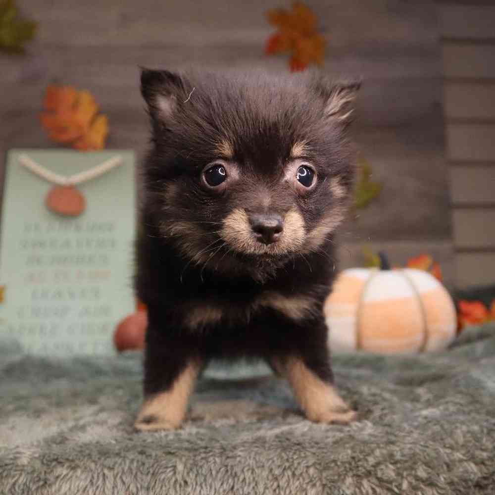 Female Pomeranian Puppy for Sale in Blaine, MN