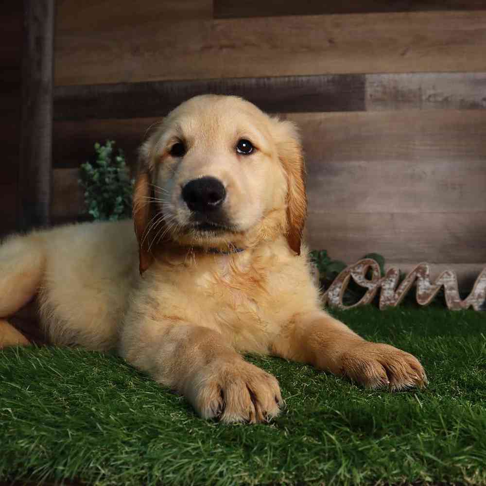 Male Golden Retriever Puppy for Sale in Blaine, MN