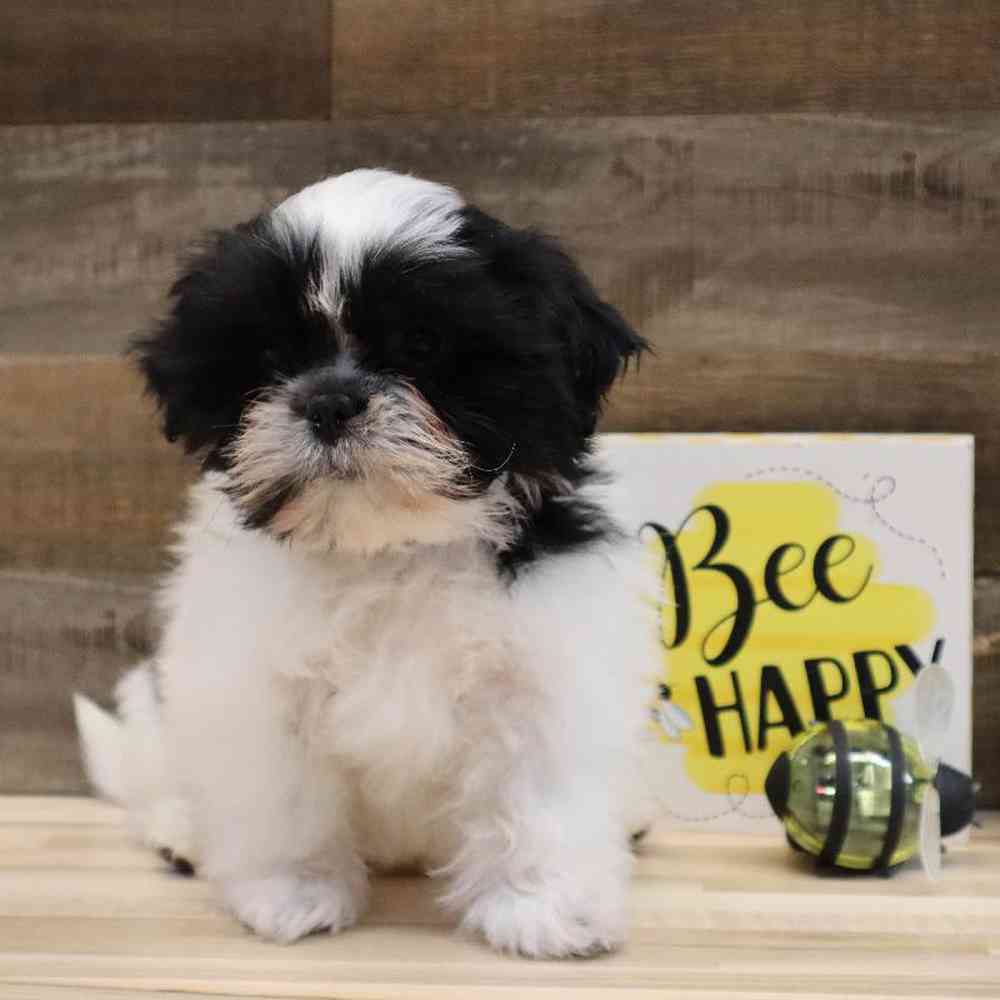 Male Shih Tzu Puppy for sale