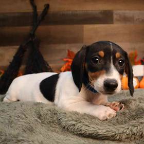 Dachshund