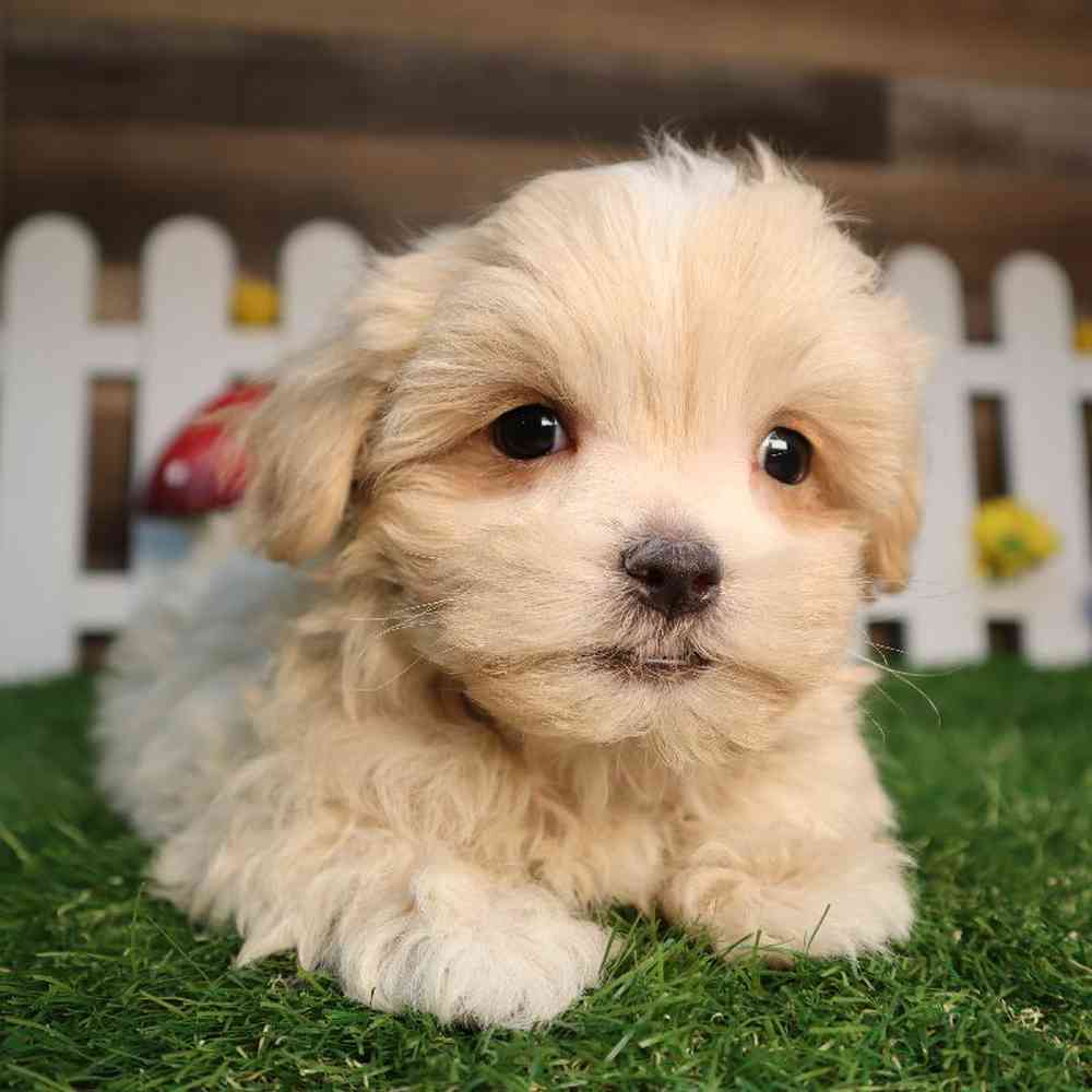 Mini Walrus Puppies for sale - Four Paws and a Tail