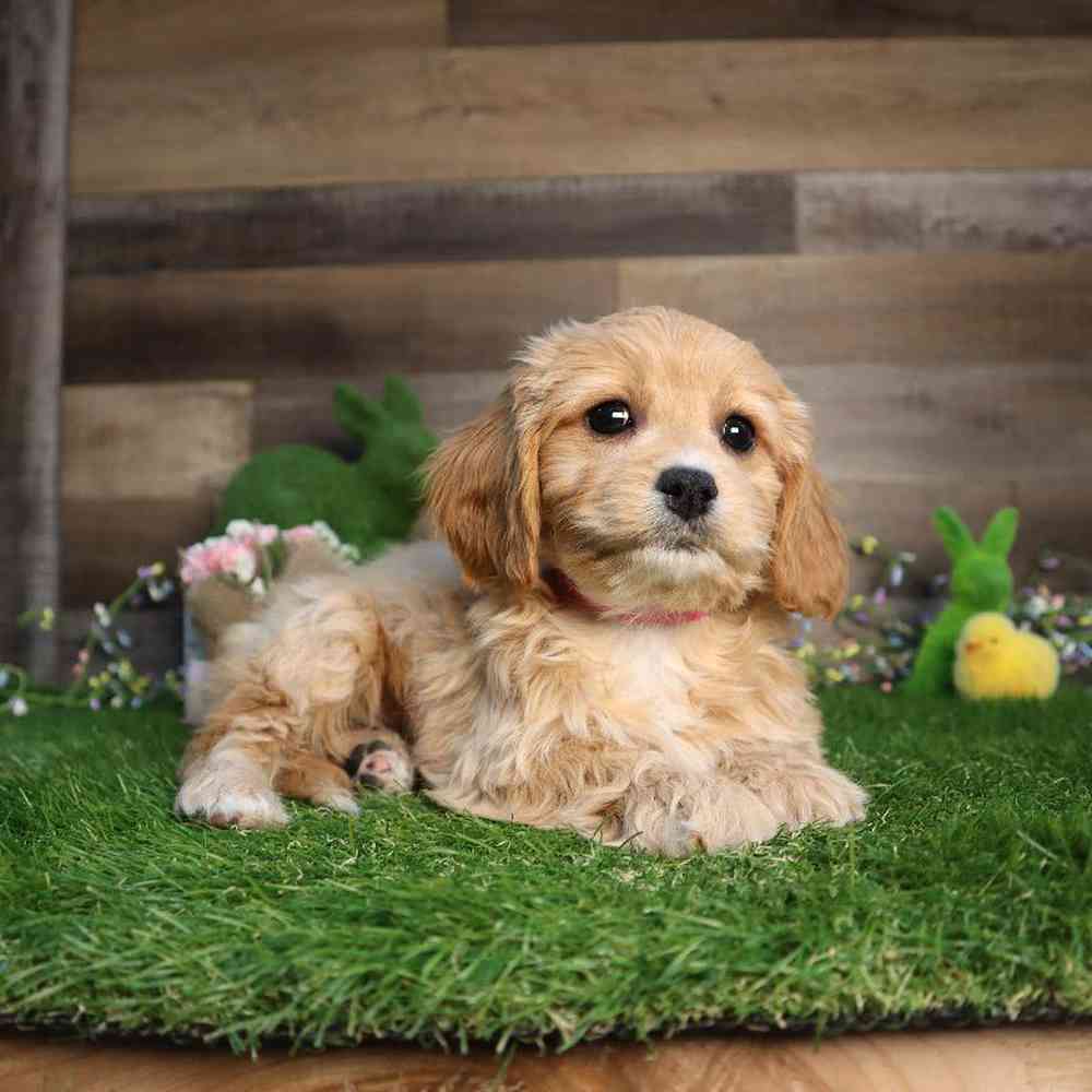 Female Cavachon Puppy for Sale in Blaine, MN