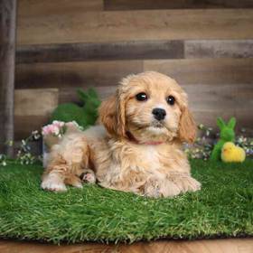 Cavachon