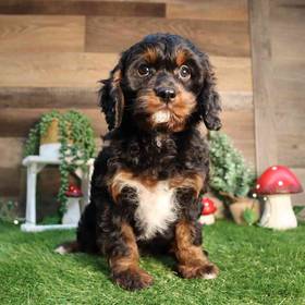 Cavapoo