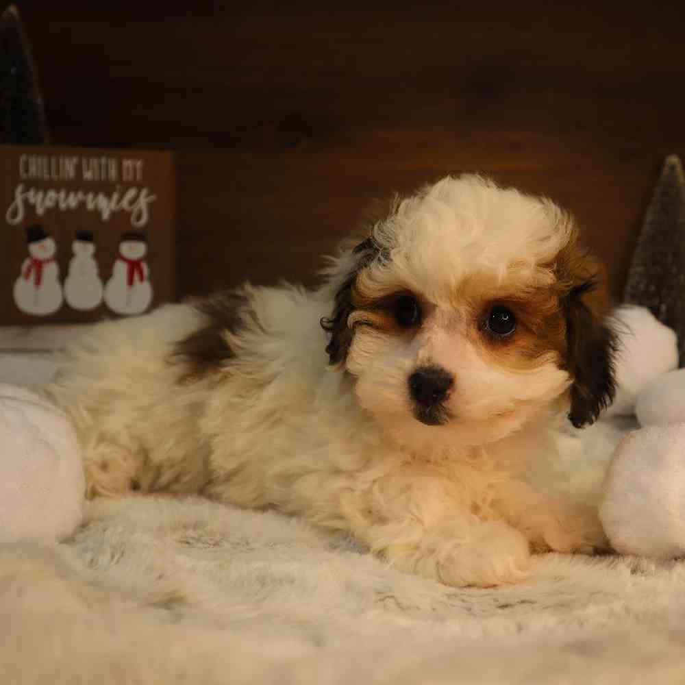 carousel pet images