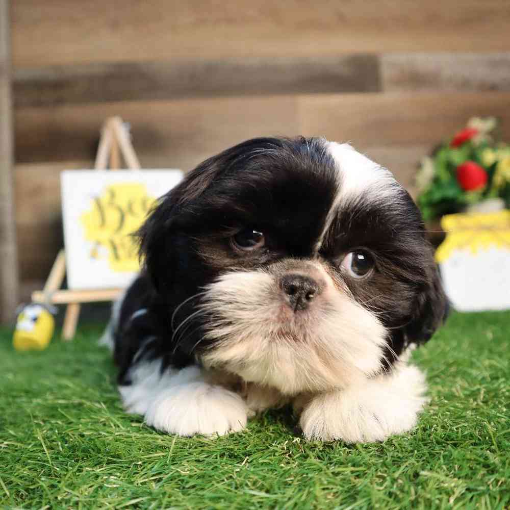 carousel pet images