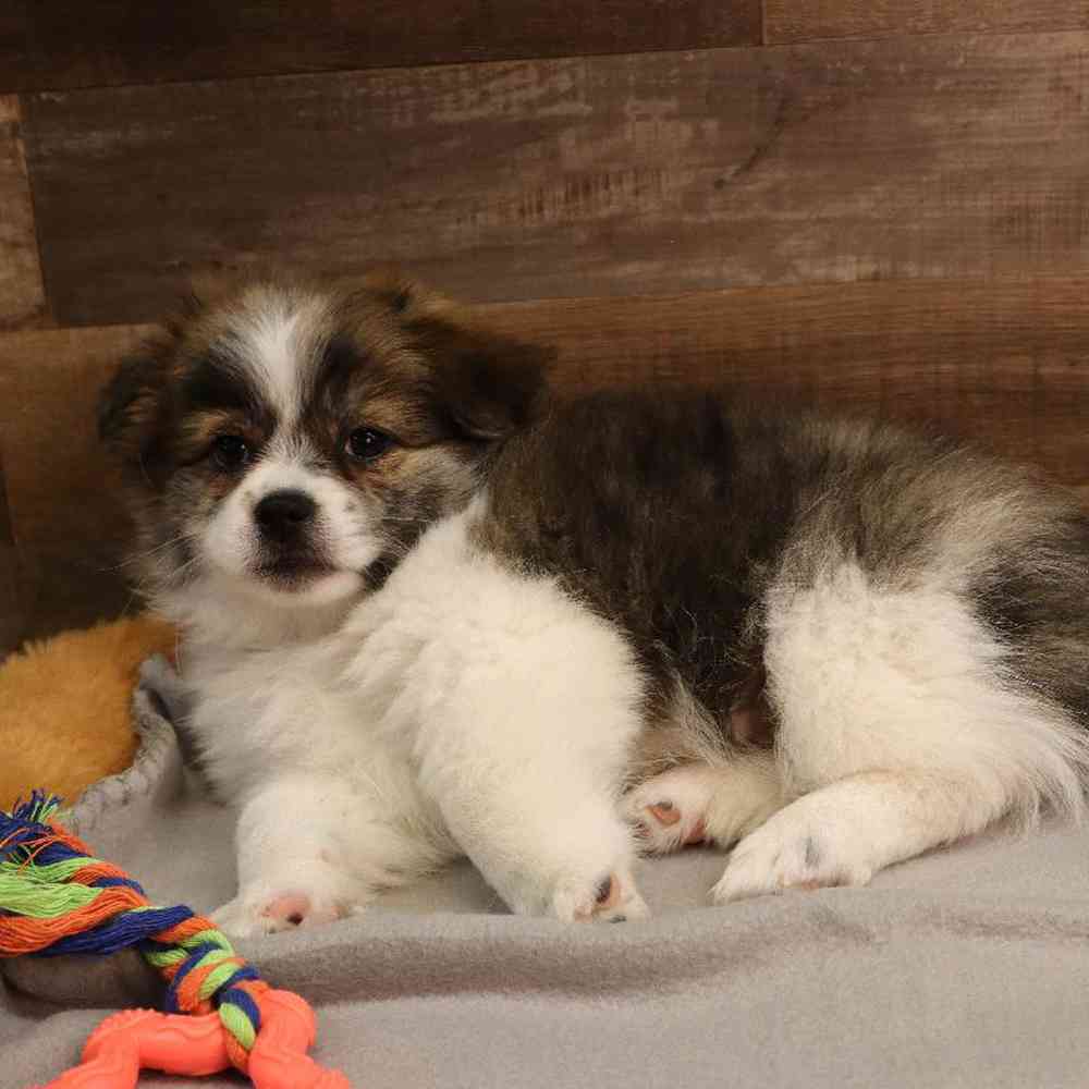 Male Pomachon Puppy for sale