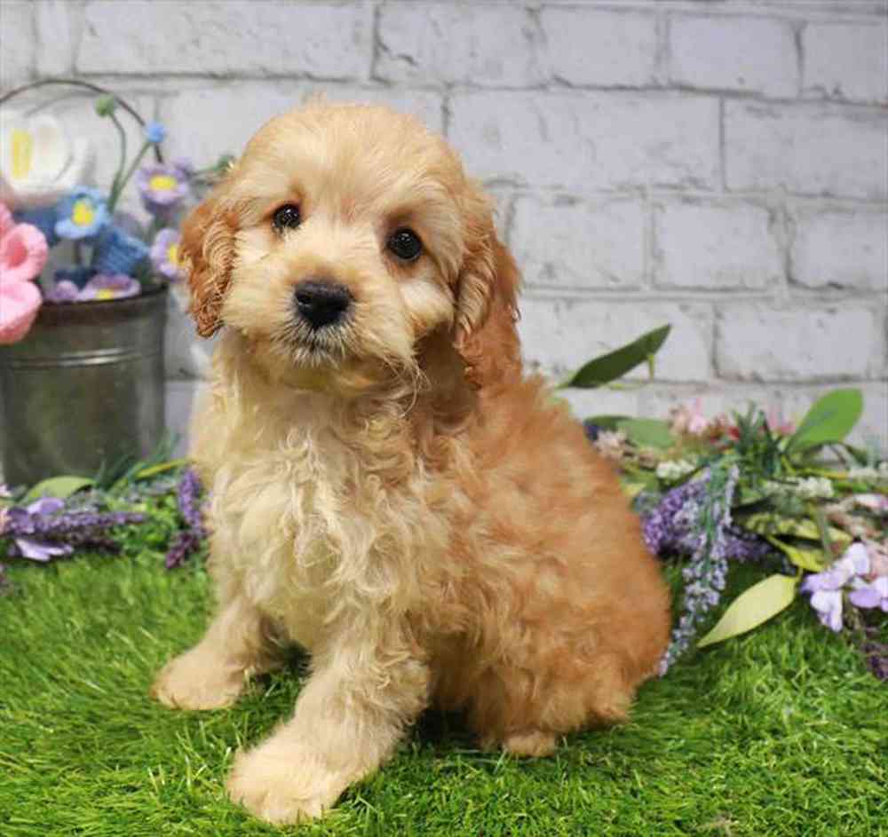 carousel pet images