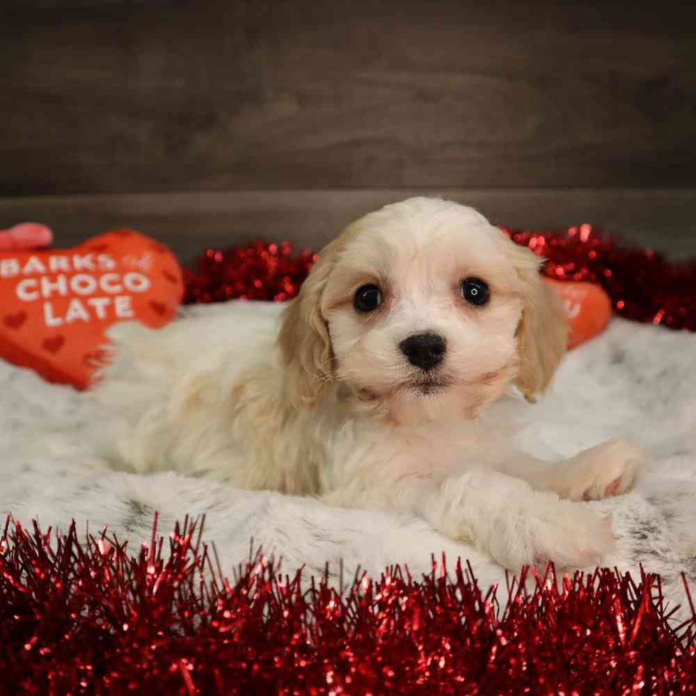 Male Cavachon Puppy for Sale in Blaine, MN