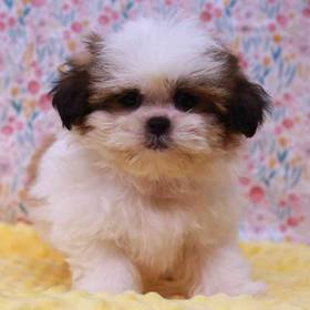Teddy Bear