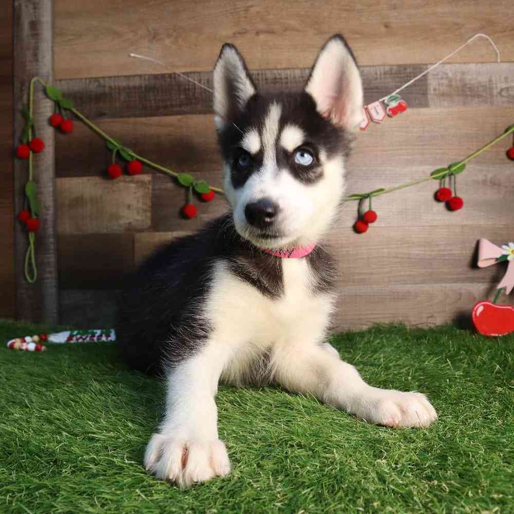 carousel pet images