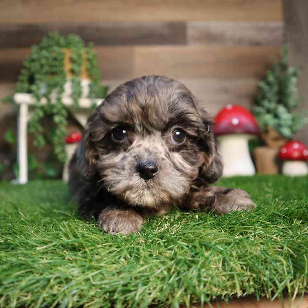 carousel pet images