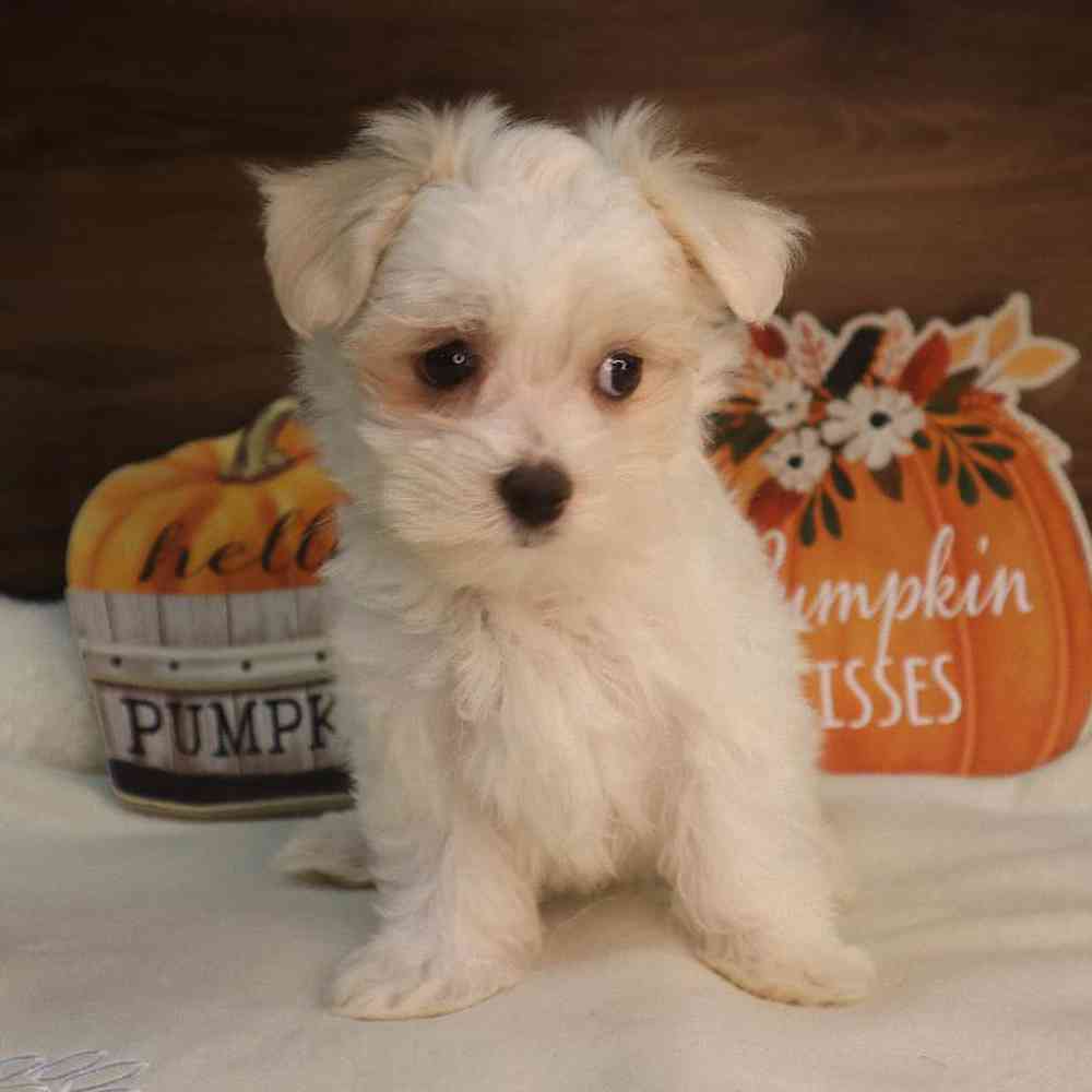 Female Maltese Puppy for sale