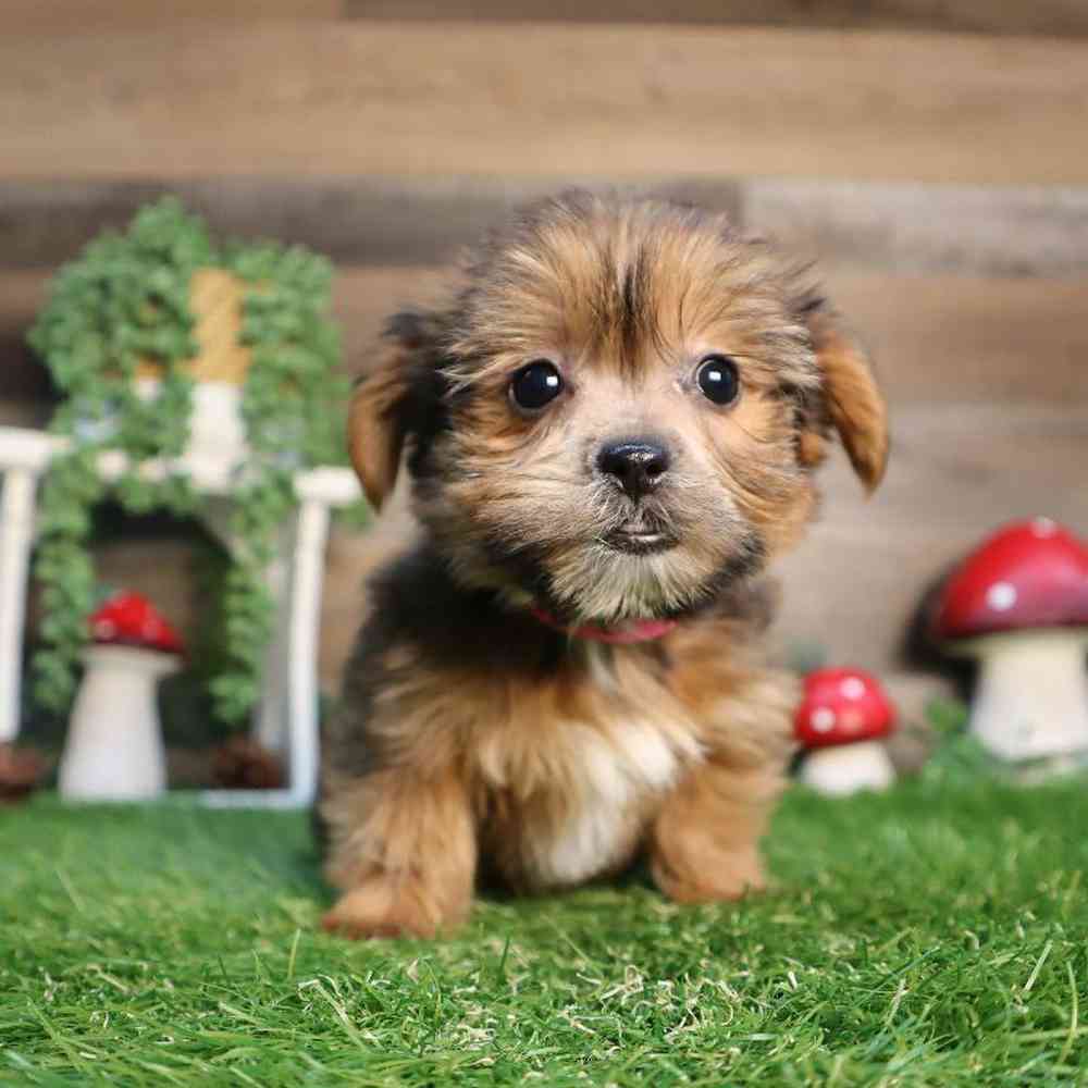 Image of a pet breed in the gallery
