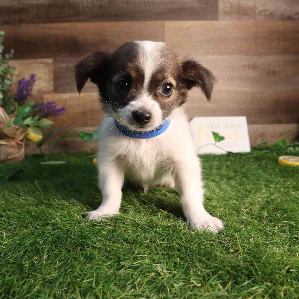 carousel pet images