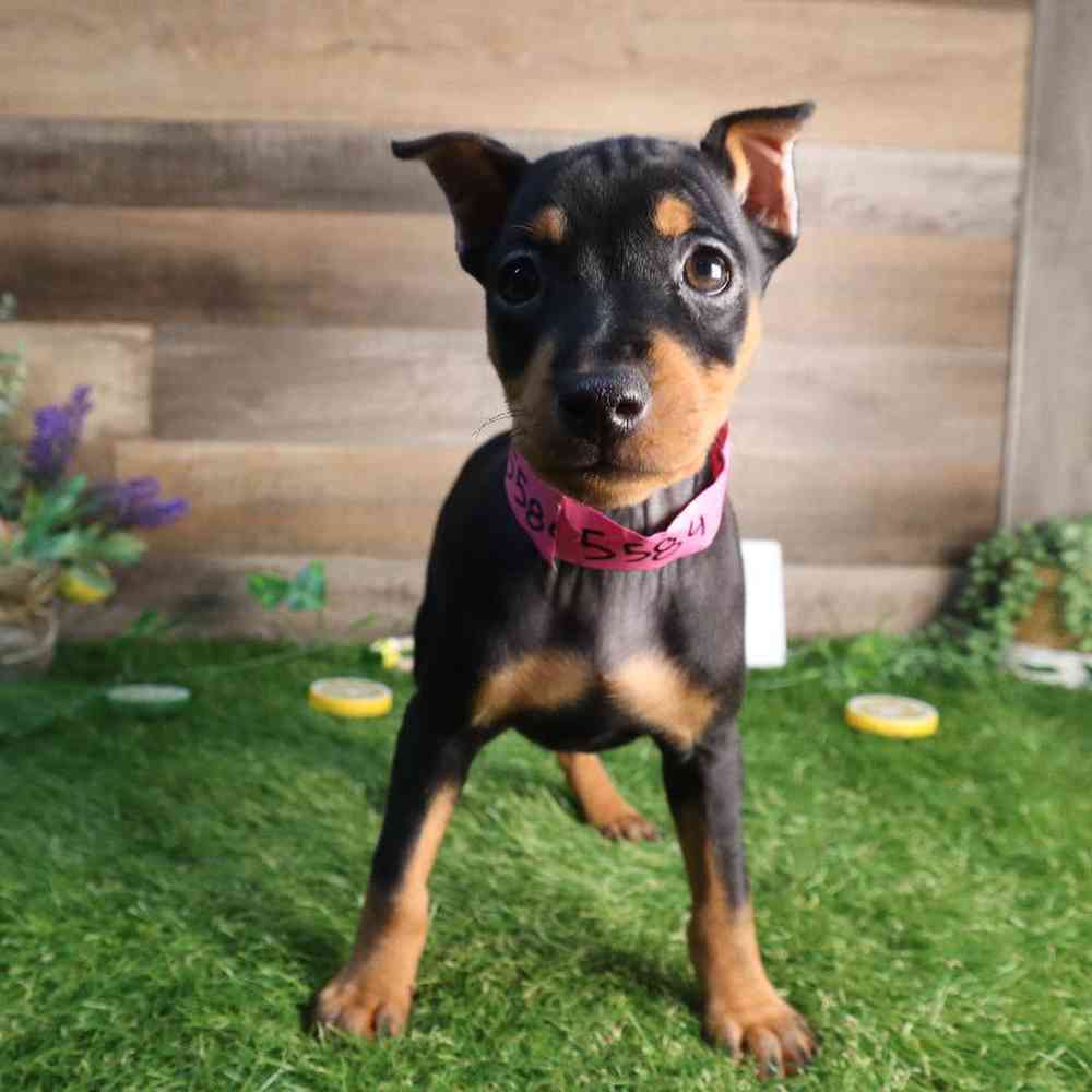 Female Min Pin Puppy for Sale in Blaine, MN