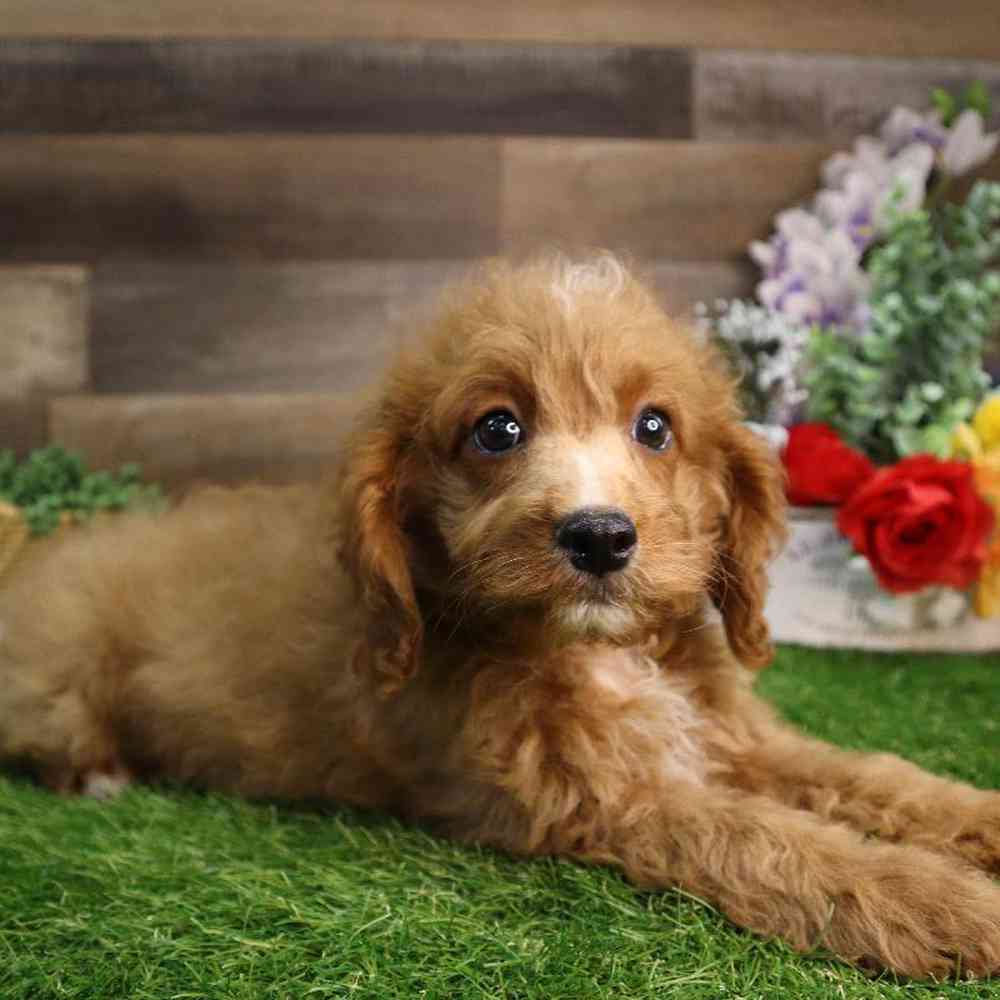 carousel pet images