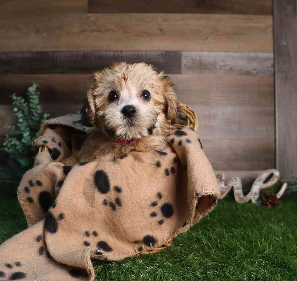Female Yochon Puppy for Sale in Blaine, MN