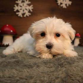 Maltese