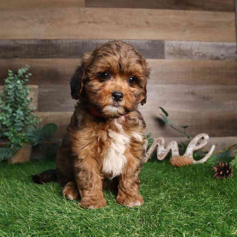 carousel pet images
