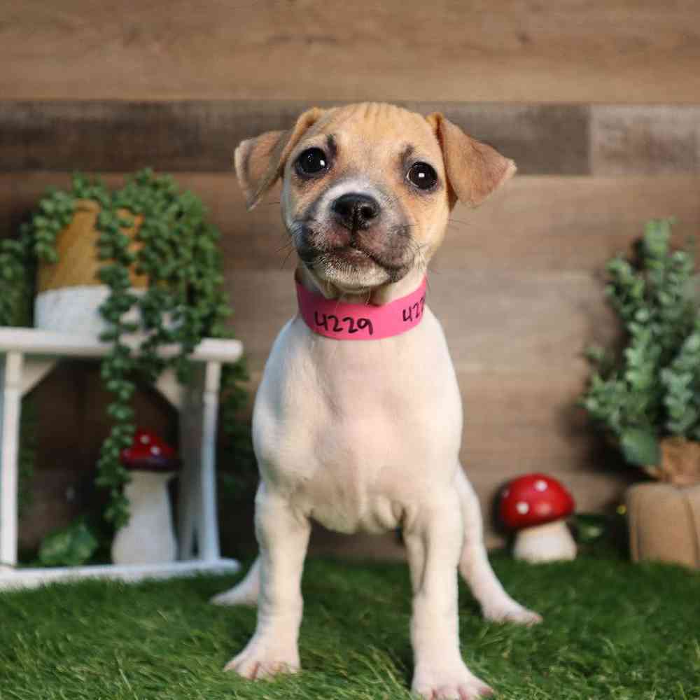Image of a pet breed in the gallery