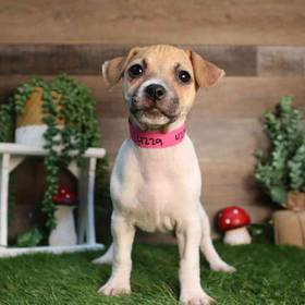 Jack Russell Terrier