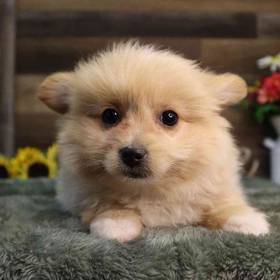Pomshi