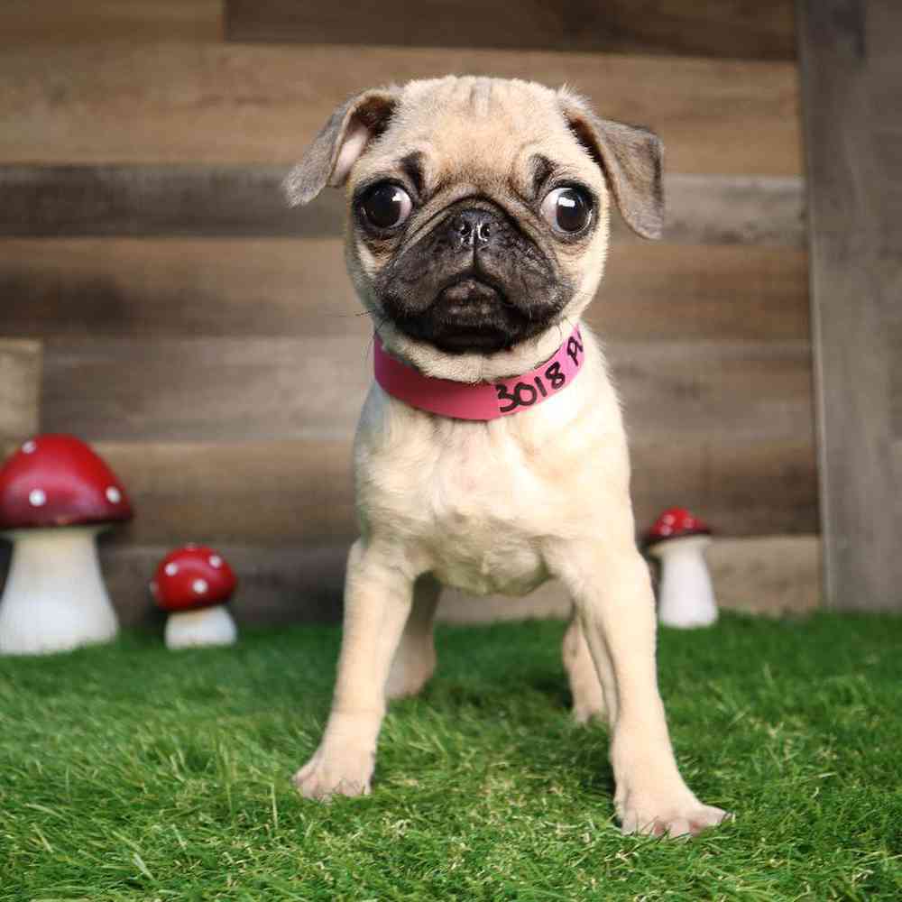 carousel pet images