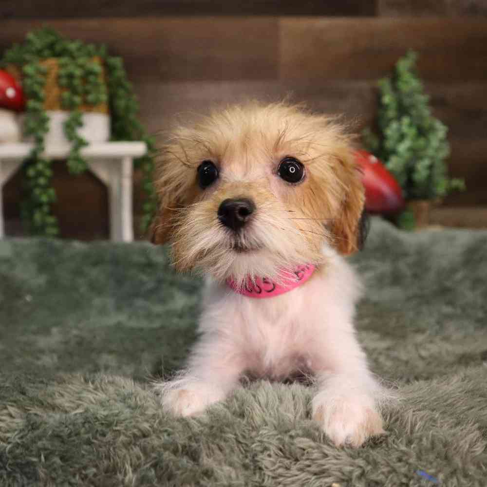 carousel pet images