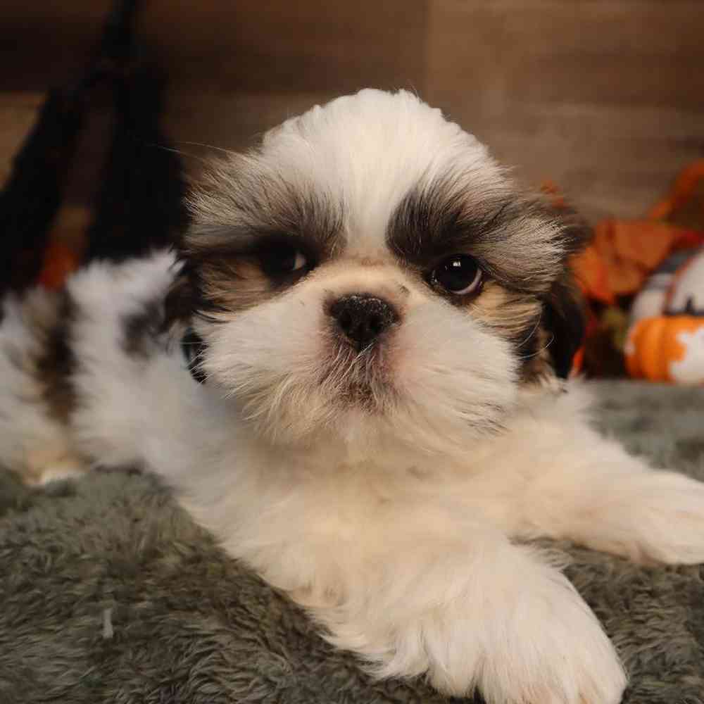 carousel pet images
