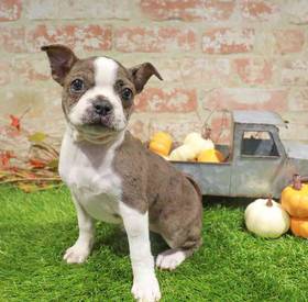Boston Terrier
