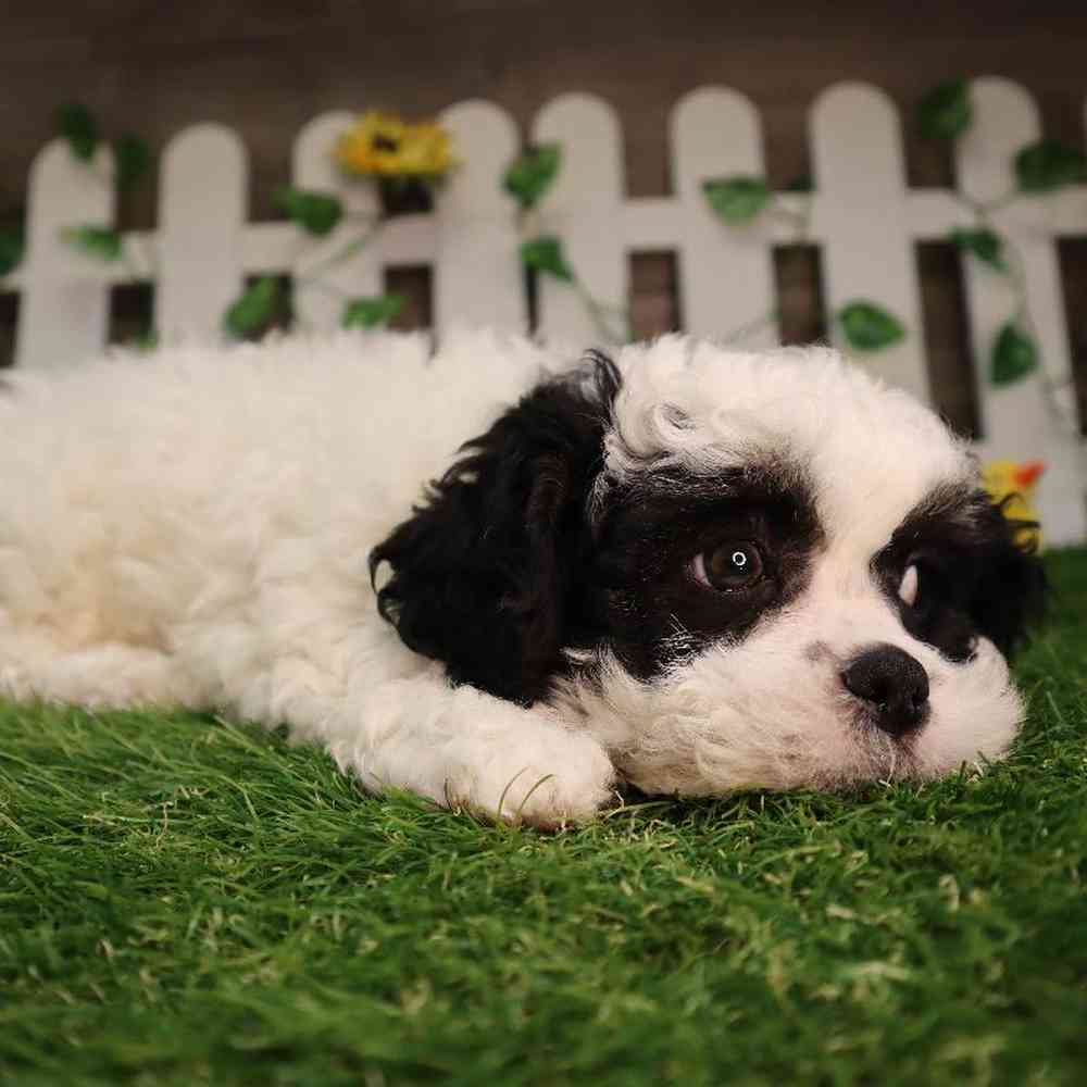 carousel pet images