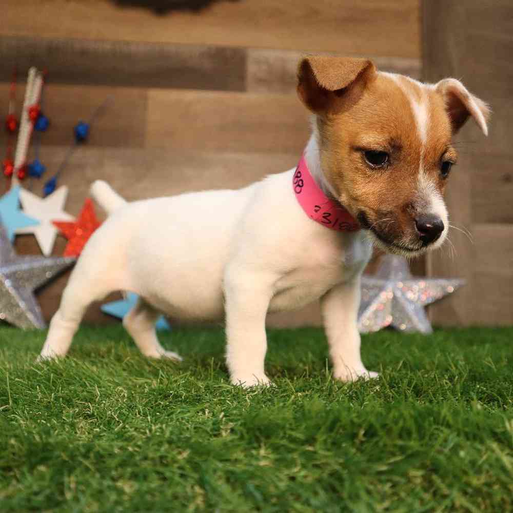 carousel pet images