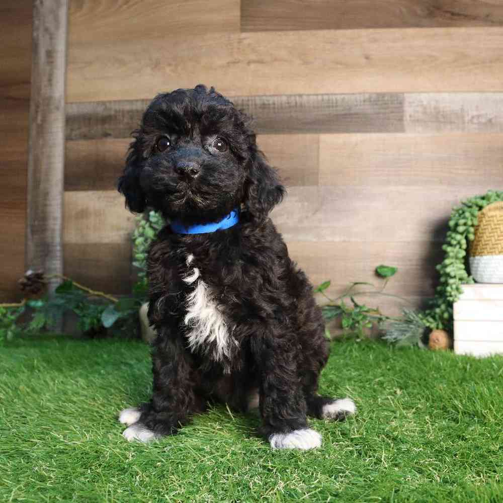 carousel pet images