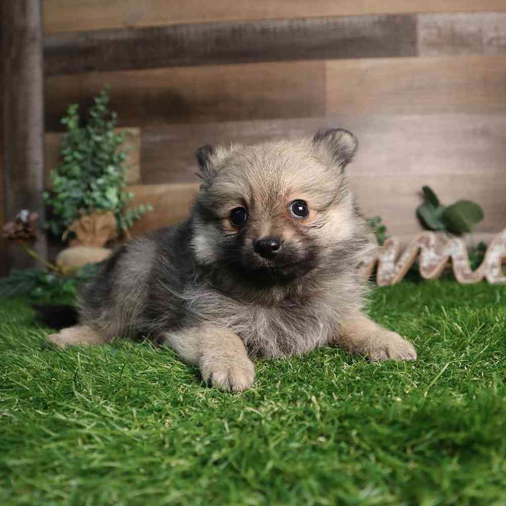 Image of a pet breed in the gallery