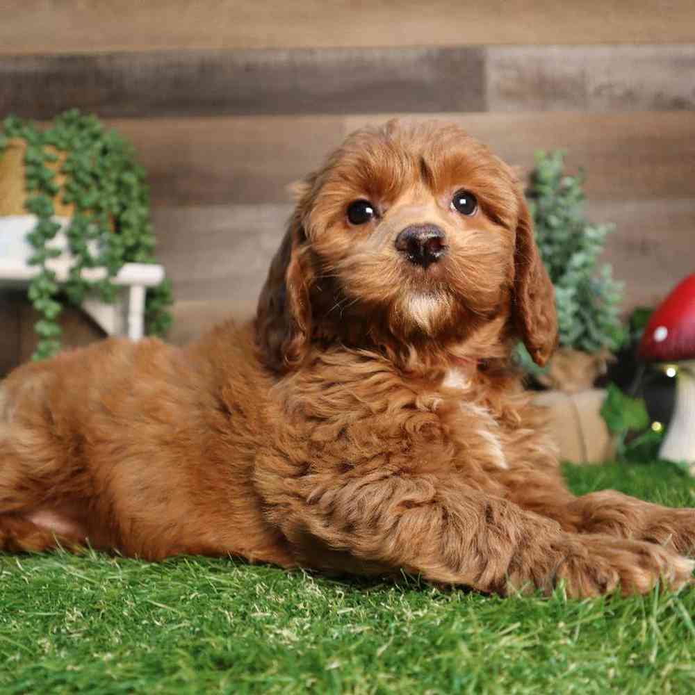 carousel pet images