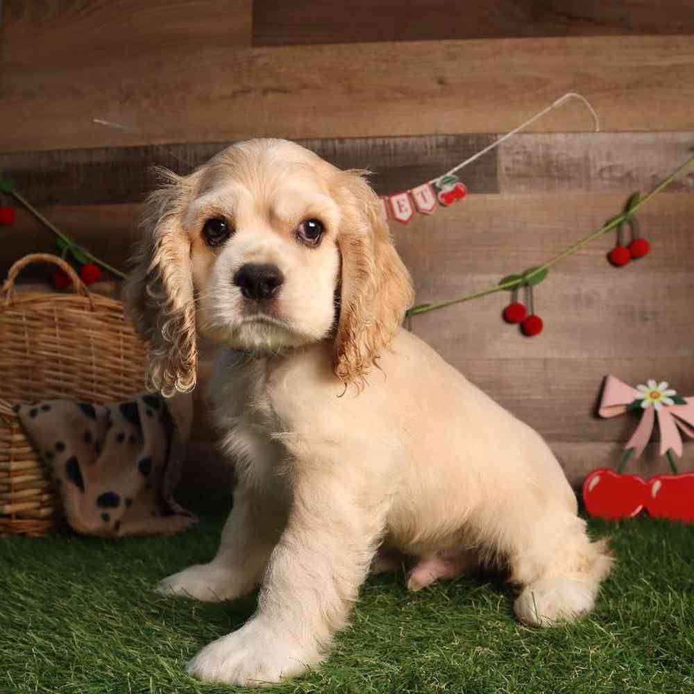 Image of a pet breed in the gallery