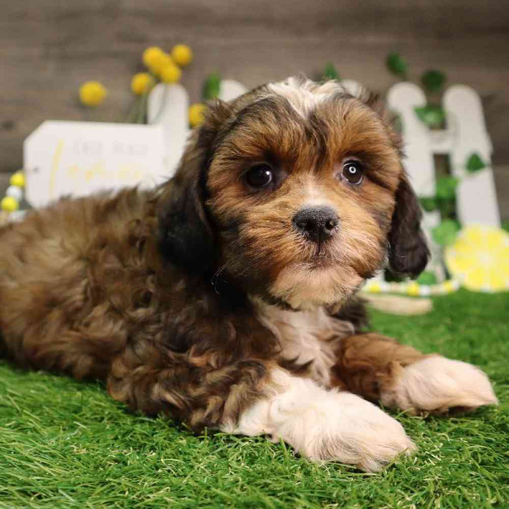 Male Shipoo Puppy for Sale in Blaine, MN