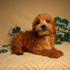 Mini Goldendoodle