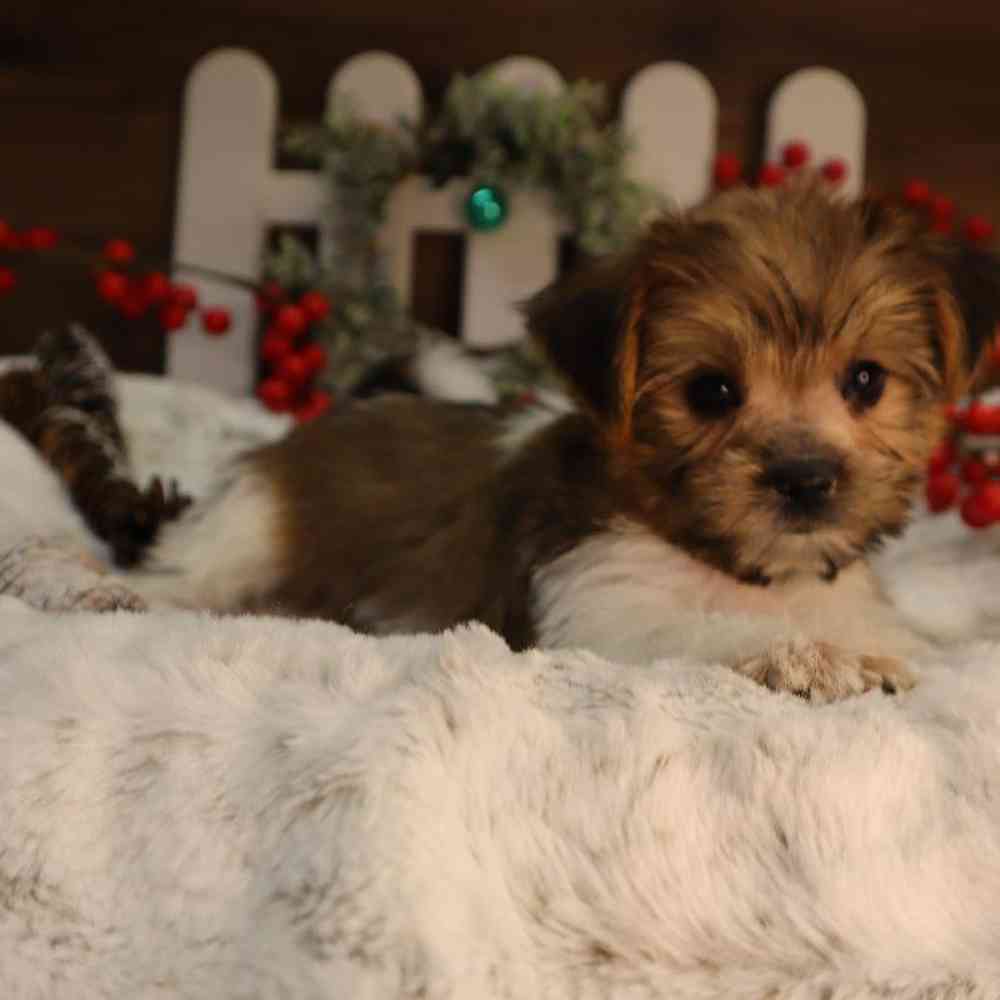 Male Shorkie Puppy for Sale in Blaine, MN