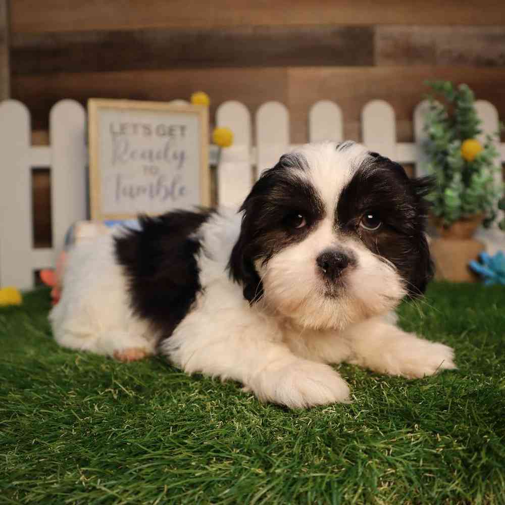 Malshi Puppies for sale - Four Paws and a Tail