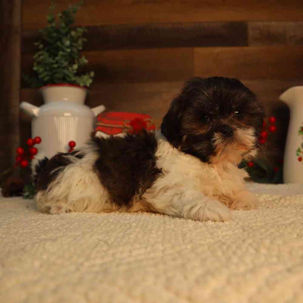 carousel pet images